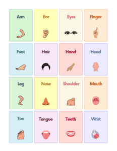 Free Body Parts Flashcards for Autism and Speech Therapy | AutisticHub